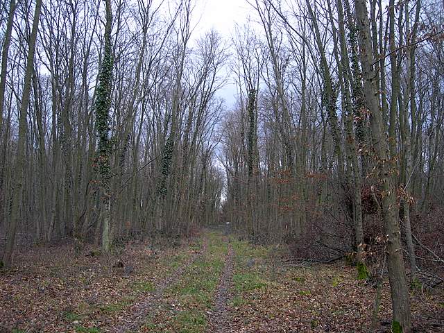 I  Funghi  dopo  l''Uragano